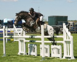 Deckhengst Annaghmore Boomerang (Appaloosa, 1993, von JJ Blue Star)