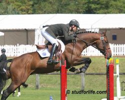 stallion Prado du Reverdy (Selle Français, 2003, from Quidam de Revel)