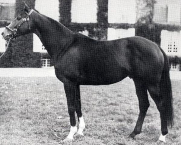 stallion Tennyson xx (Thoroughbred, 1970, from Val de Loir xx)