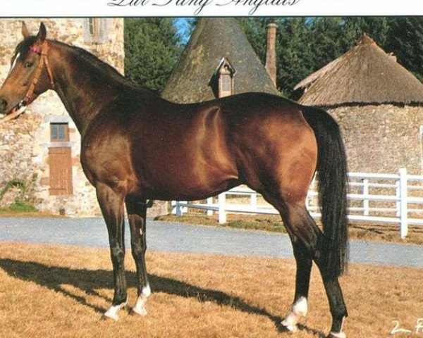 stallion Full of Stars xx (Thoroughbred, 1980, from Tennyson xx)