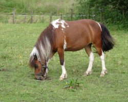 Zuchtstute Whiteside Valentina (Shetland Pony, 2014, von Bonito)