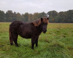 Pferd Shelly (Shetland Pony, 2016, von Zunder)