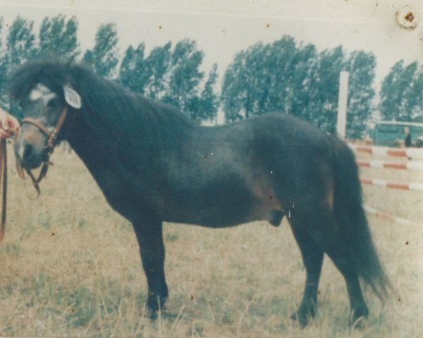Deckhengst Winzer A 68 DDR (Shetland Pony, 1964, von Wicki v.d. Selkemühle)