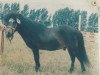 Deckhengst Winzer A 68 DDR (Shetland Pony, 1964, von Wicki v.d. Selkemühle)