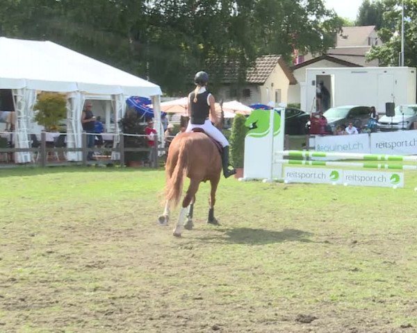 Reitturnier Langenthal 2019