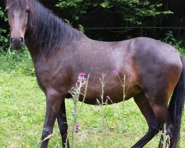 broodmare CB Esperanza de Viña (Peruvian Paso, 2013, from GK Feliciano)