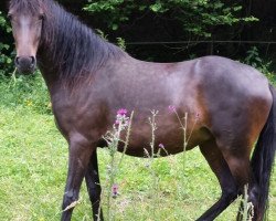 broodmare CB Esperanza de Viña (Peruvian Paso, 2013, from GK Feliciano)