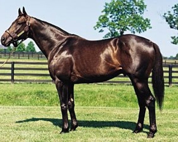 stallion Slew City Slew xx (Thoroughbred, 1984, from Seattle Slew xx)