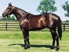 stallion Slew City Slew xx (Thoroughbred, 1984, from Seattle Slew xx)