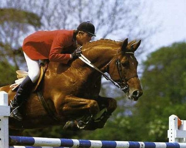 stallion Orgueil du Donjon (Selle Français, 1980, from Uriel)