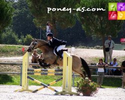 horse Quidditsh du Pena (New Forest Pony, 2004, from Kantje's Ronaldo)