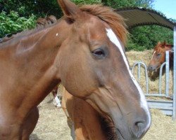 broodmare Jolly du Reverdy (Selle Français, 1997, from Allegreto)