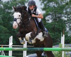 Pferd Qualino d'Oreal (Französisches Pony, 2004, von Linaro)