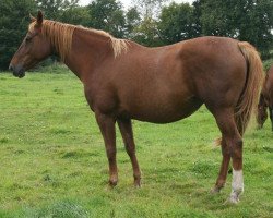 broodmare Melody du Reverdy (Selle Français, 2000, from Quidam de Revel)