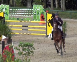 horse Spidam du Genet (Selle Français, 2006, from Quidam de Revel)