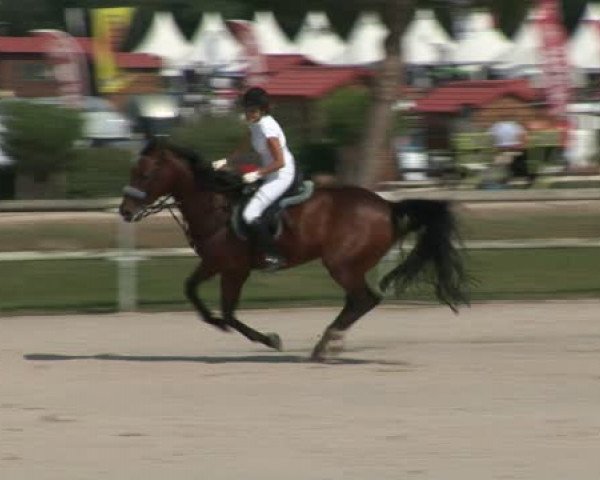 jumper Rialto du Genet (Selle Français, 2005, from Quaprice Z)