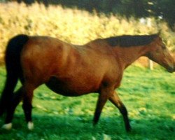 broodmare Spiree (Selle Français, 1984, from Grand Veneur)