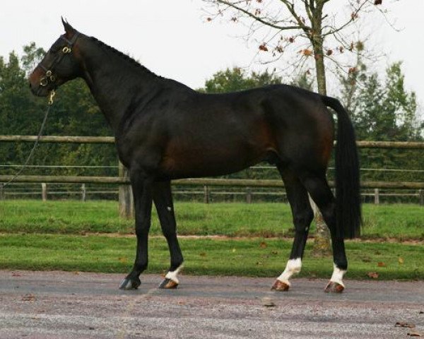 stallion Quool du Bois Margot (Selle Français, 2004, from L'Arc de Triomphe)