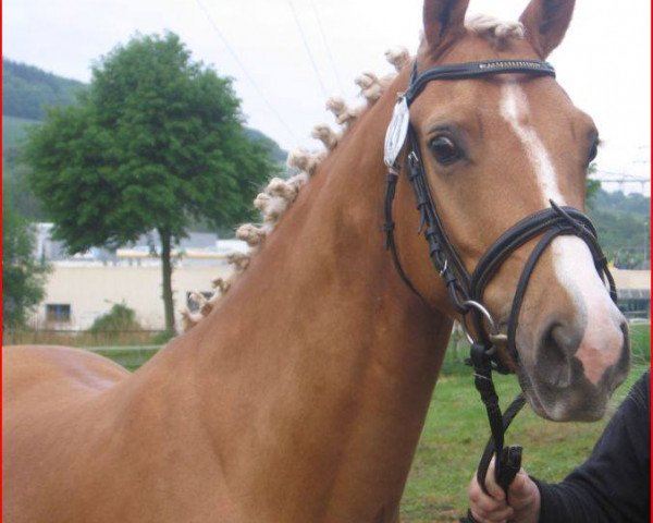 dressage horse Ulfenbach Cantaloup C (German Riding Pony, 2011, from FS Champion de Luxe)