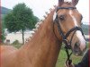 dressage horse Ulfenbach Cantaloup C (German Riding Pony, 2011, from FS Champion de Luxe)