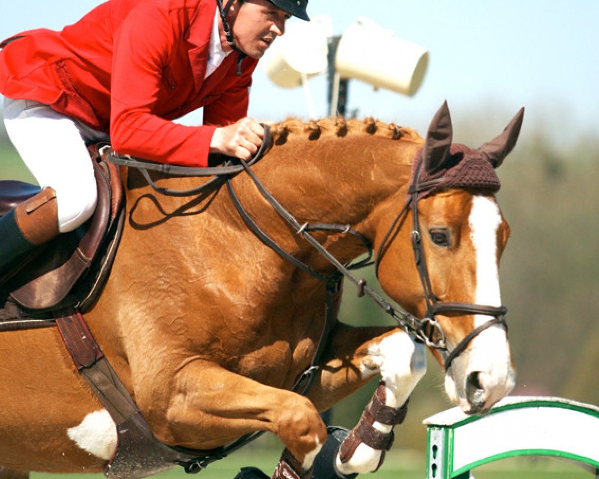 broodmare Opaline du Reverdy (Selle Français, 2002, from Allegreto)