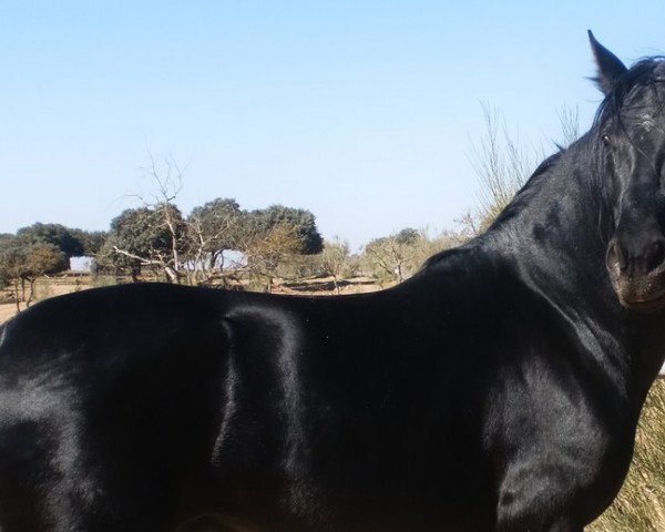 stallion Juncal LXII (Pura Raza Espanola (PRE),  )