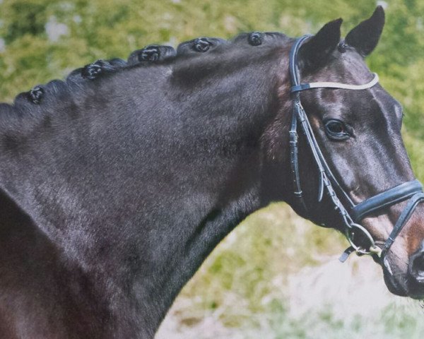 horse Castellano (Holsteiner, 1988, from Cabinett II)