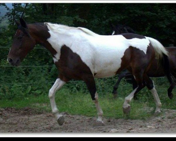 Zuchtstute Miss Kathi Jangles (Pinto/Kleines Reitpferd, 1995, von Mr.Bo Jangles)