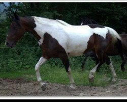 Zuchtstute Miss Kathi Jangles (Pinto/Kleines Reitpferd, 1995, von Mr.Bo Jangles)