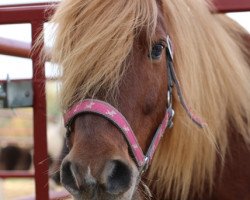 Dressurpferd Fruchtzwerg 4 (Welsh Pony (Sek.B), 2000)