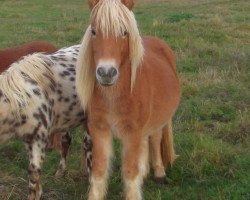 horse Isarons Dreamboy (Shetland Pony, 2015, from Daan van de Bekkenkamp)