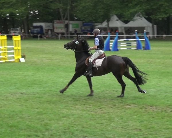 Reitturnier Zobbenitz 2019