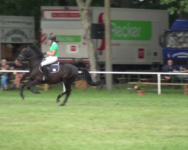 Reitturnier Zobbenitz 2019