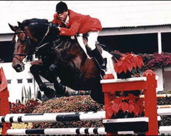stallion Pastis du Mesnil (Selle Français, 1981, from Starter)