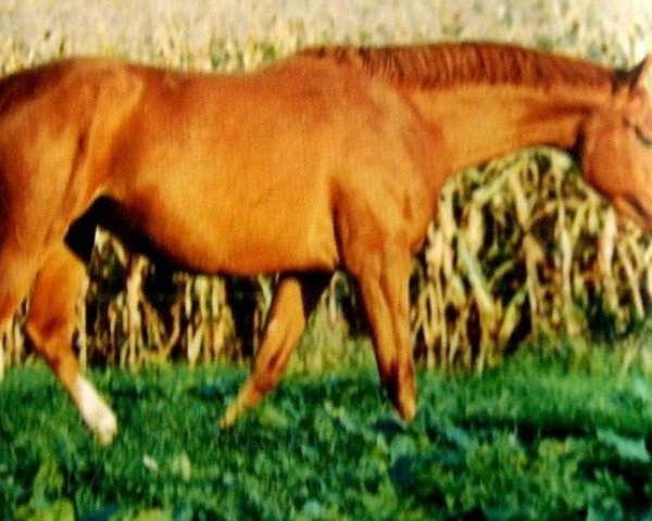 broodmare Etoile d'Elle (Selle Français, 1992, from Type D'Elle)