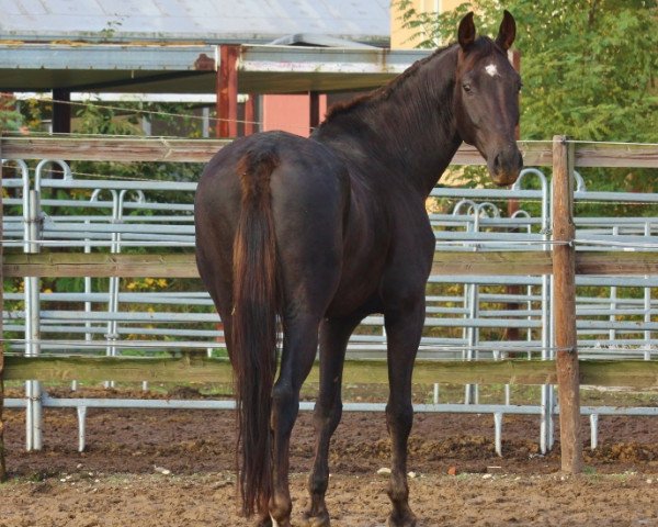 dressage horse Rondo II (Oldenburg, 2012, from Ron Rubin)