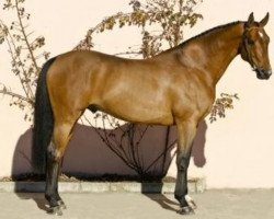 stallion Lucky du Reverdy (Selle Français, 1999, from Allegreto)