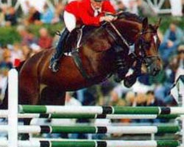Pferd Acord II (Holsteiner, 1987, von Ahorn Z)
