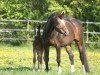 broodmare American Beauty (Hessian Warmblood, 2000, from Almaz)