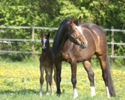 broodmare American Beauty (Hessian Warmblood, 2000, from Almaz)