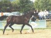 Zuchtstute Antina (Hessisches Warmblut, 2001, von Angard)