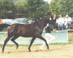 broodmare Antina (Hessian Warmblood, 2001, from Angard)