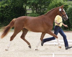 jumper Greta (Hanoverian, 2013, from Graf Top)