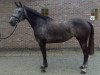 Springpferd Nonstop's Lady Million (Belgisches Warmblut, 2010, von Nonstop)