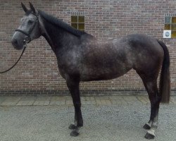 Springpferd Nonstop's Lady Million (Belgisches Warmblut, 2010, von Nonstop)