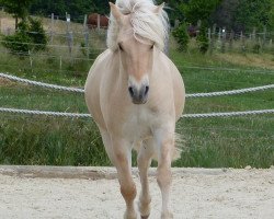 Pferd Bo A&G (Fjordpferd, 2012, von Bjarne)