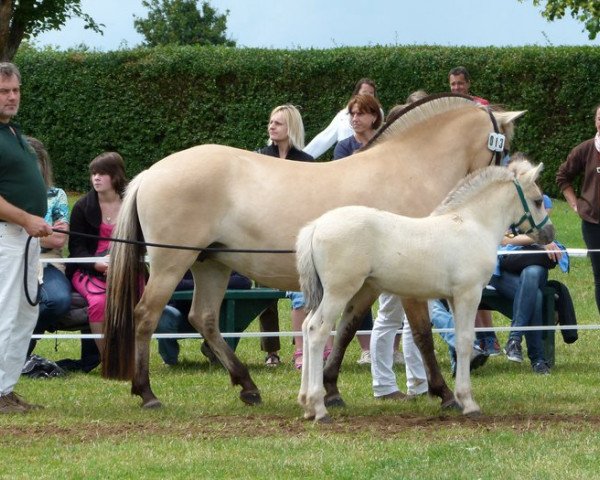 broodmare Mirea A&G (Fjord Horse, 2012, from Minor II 11 F)