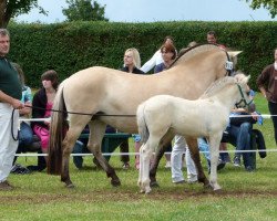 Pferd Mirea A&G (Fjordpferd, 2012, von Minor II 11 F)