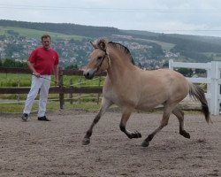 Pferd Linea (Fjordpferd, 2008, von Eric)