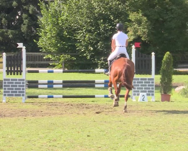 Reitturnier Langenthal 2019